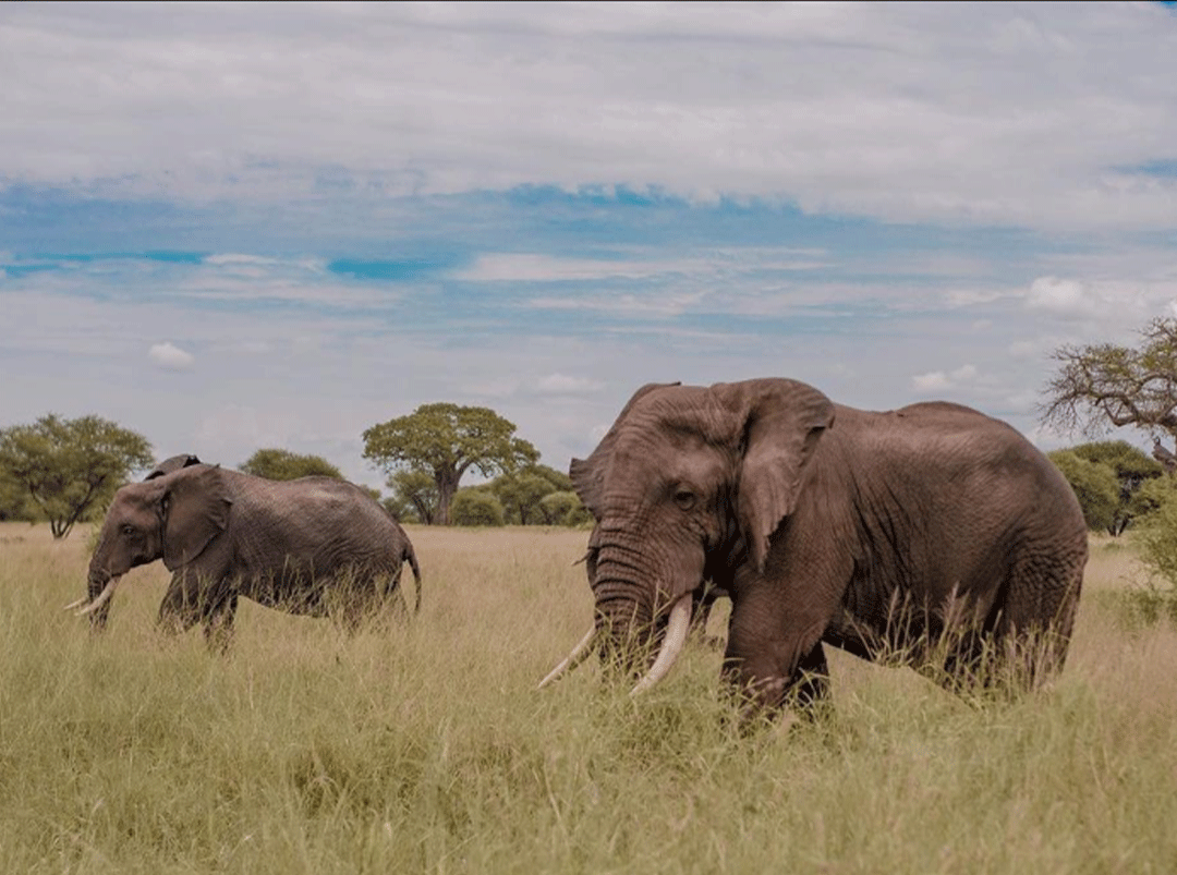 elephant_grazing